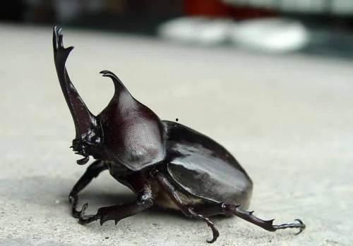 独角仙吃梨瓜吗,独角仙的梨瓜美食之旅