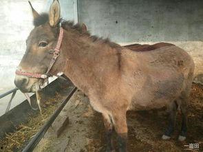 奔跑晶骡子吃瓜网