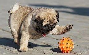 巴哥最新爆料视频播放,精彩瞬间一网打尽