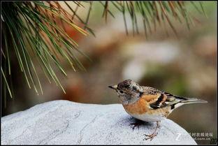 网红虎皮鸟,网红界的时尚宠儿，揭秘其魅力所在