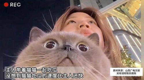 猫可以吃瓜儿吗,瓜儿，猫咪的美食还是禁忌？