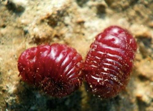 吃瓜吃出什么虫子最恶心,吃瓜时遭遇的最恶心虫子大盘点